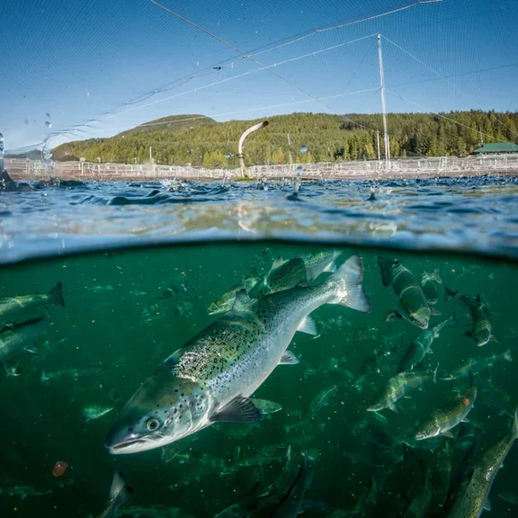 Canadian-fish-farm HD